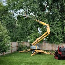 Reliable Hazleton, PA Tree Care Solutions