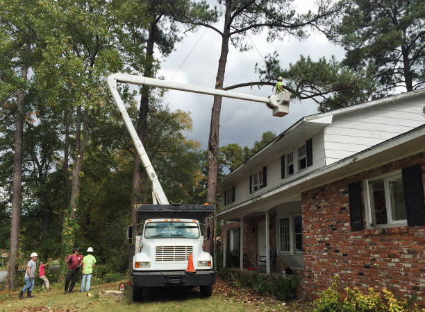 How Our Tree Care Process Works  in  Hazleton, PA